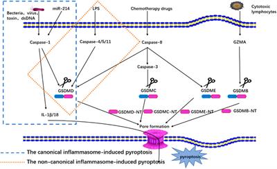 Emerging Mechanisms and Targeted Therapy of Pyroptosis in Central Nervous System Trauma